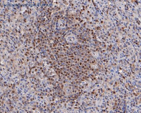 HUABIO HA500043 image 3