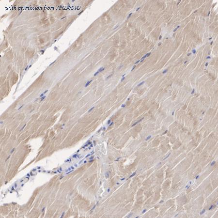 HUABIO HA500045 image 2