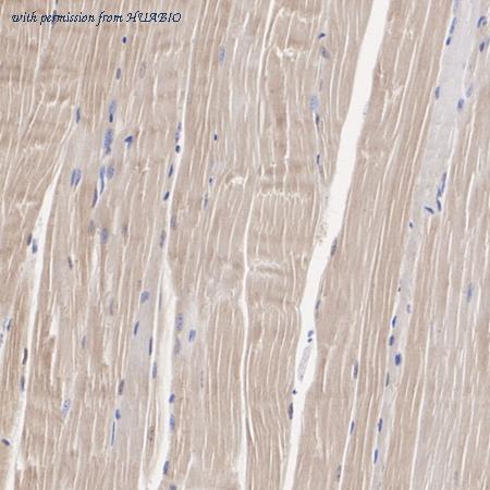 HUABIO HA500045 image 3