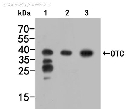HUABIO HA500048 image 1