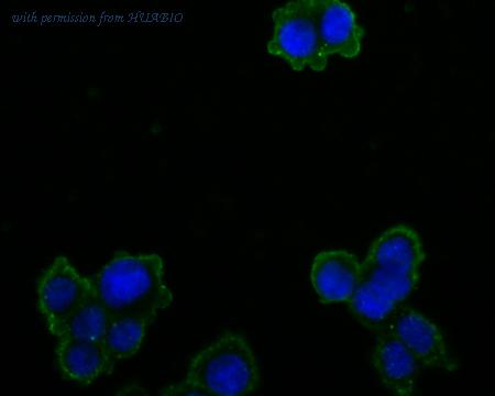 HUABIO HA500048 image 2