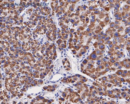 HUABIO HA500048 image 3