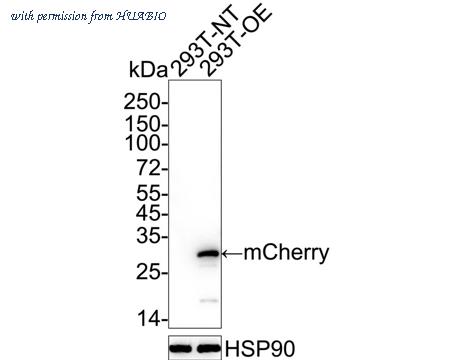 HUABIO HA500049 image 1