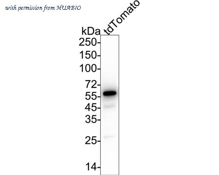 HUABIO HA500049 image 2