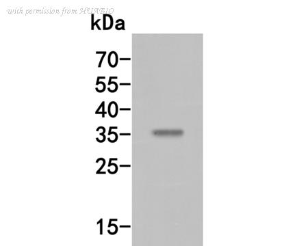 HUABIO HA500053 image 1