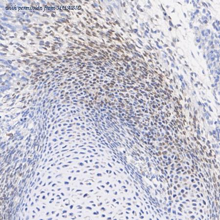 HUABIO HA500053 image 2