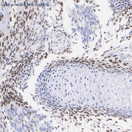 HUABIO HA500053 image 3