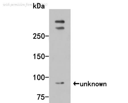 HUABIO HA500054 image 1