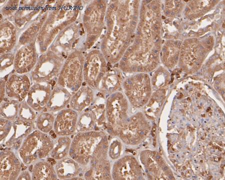 HUABIO HA500054 image 2