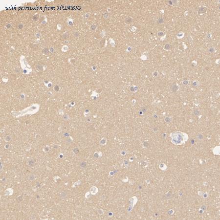 HUABIO HA500055 image 2