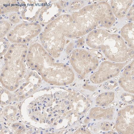 HUABIO HA500055 image 3