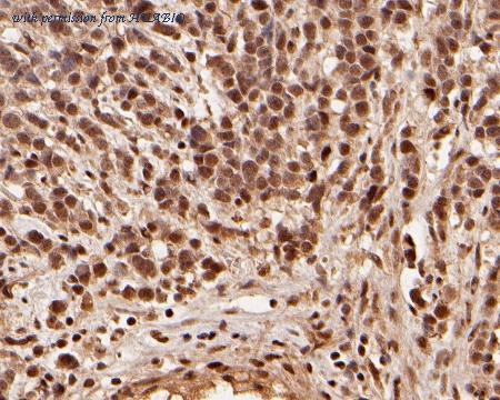 HUABIO HA500056 image 2