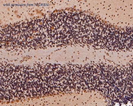 HUABIO HA500056 image 3