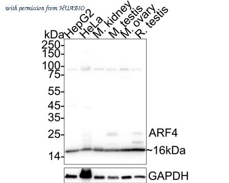 HUABIO HA500066 image 1