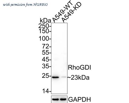 HUABIO HA500067 image 1