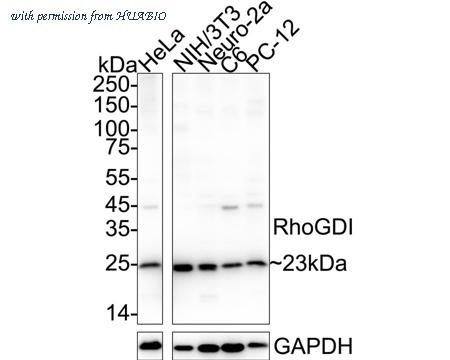 HUABIO HA500067 image 2