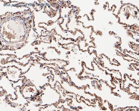 HUABIO HA500067 image 3