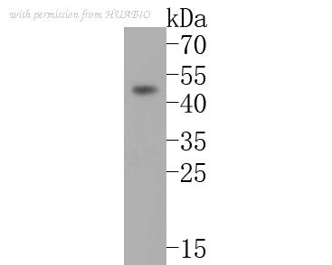 HUABIO HA500068 image 1