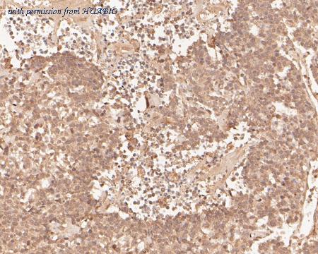 HUABIO HA500068 image 2