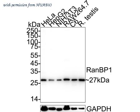 HUABIO HA500069 image 1
