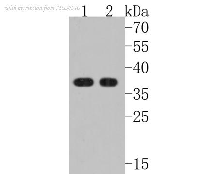 HUABIO HA500074 image 2