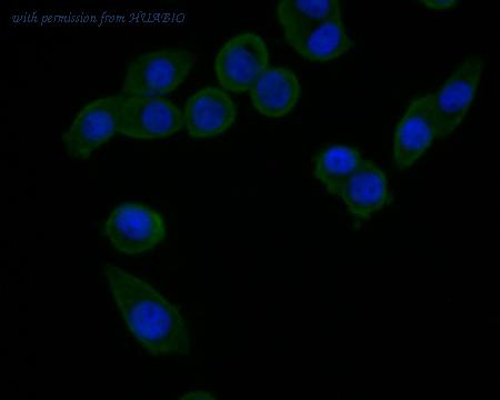 HUABIO HA500082 image 3