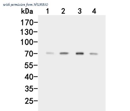 HUABIO HA500084 image 1