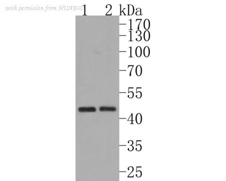 HUABIO HA500086 image 1