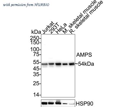 HUABIO HA500092 image 1