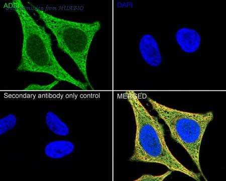 HUABIO HA500092 image 2