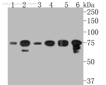 HUABIO HA500093 image 1