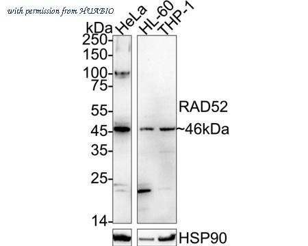 HUABIO HA500094 image 1
