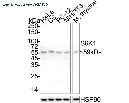 HUABIO HA500095 image 1