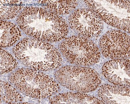 HUABIO HA500095 image 2