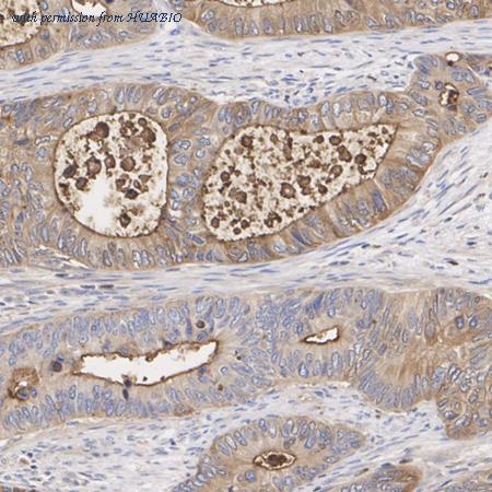 HUABIO HA500100 image 3