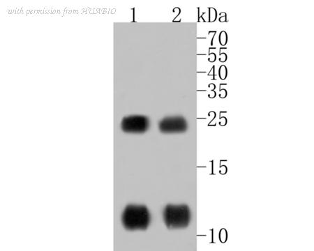 HUABIO HA500103 image 1