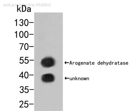 HUABIO HA500108 image 1