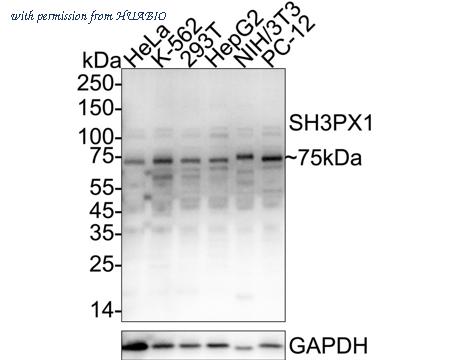 HUABIO HA500109 image 1