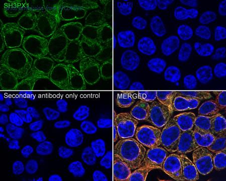 HUABIO HA500109 image 2
