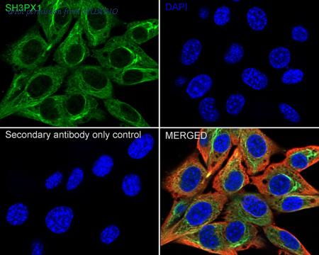 HUABIO HA500109 image 3