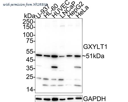 HUABIO HA500113 image 1