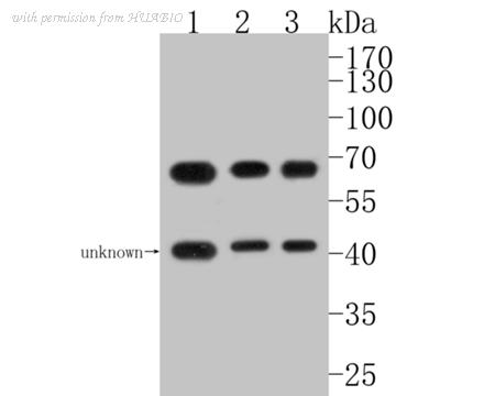 HUABIO HA500115 image 1