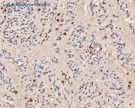 HUABIO HA500115 image 3