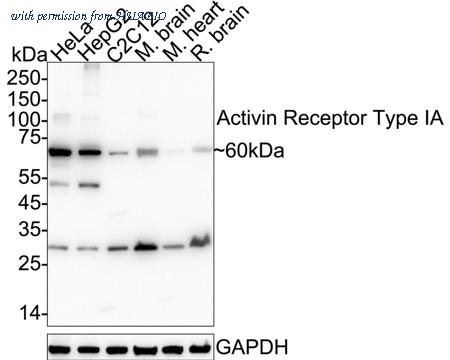 HUABIO HA500117 image 1