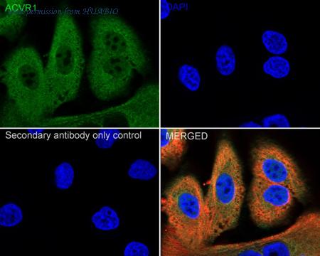 HUABIO HA500117 image 2