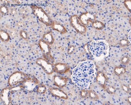 HUABIO HA500127 image 3