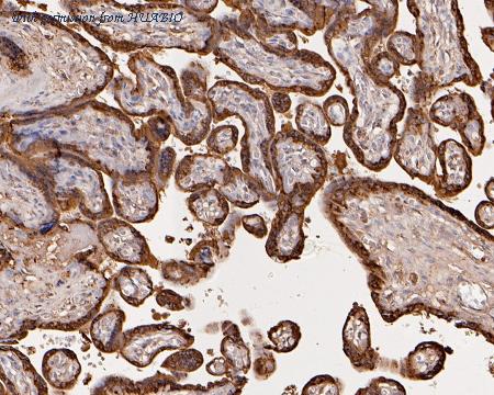 HUABIO HA500128 image 2