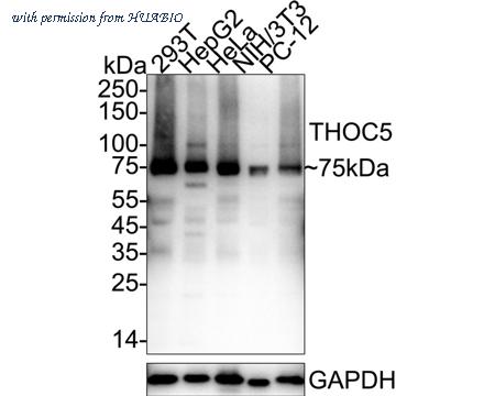 HUABIO HA500129 image 1