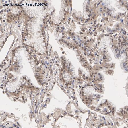 HUABIO HA500129 image 2