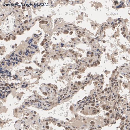 HUABIO HA500129 image 3